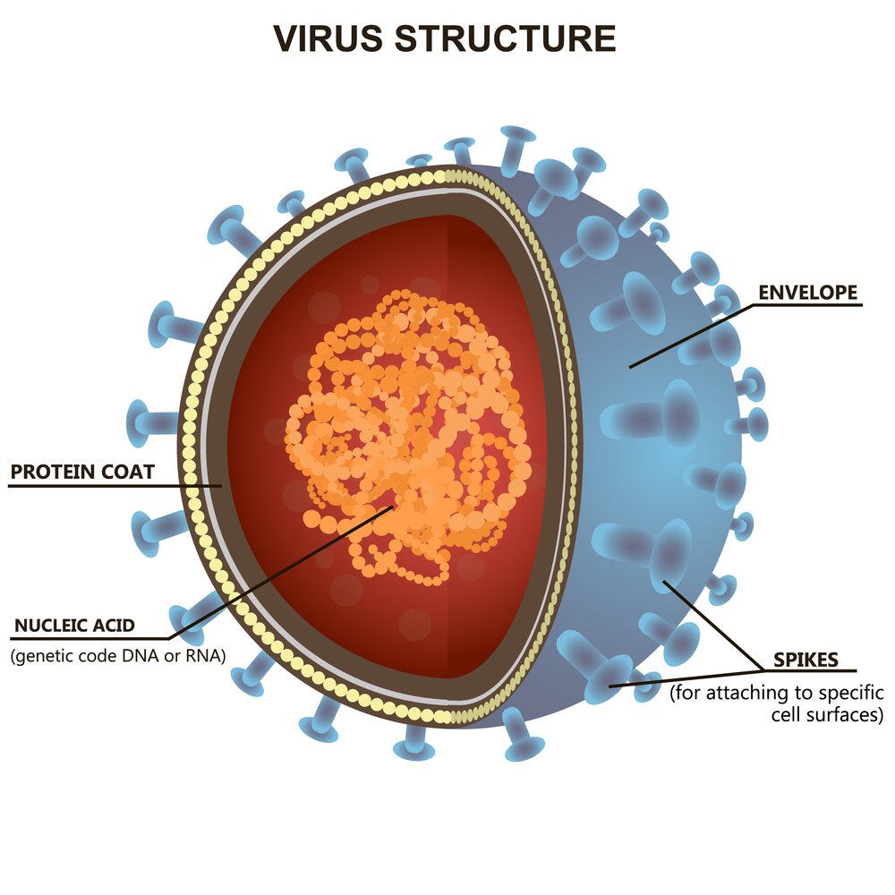 病毒 结构jpg