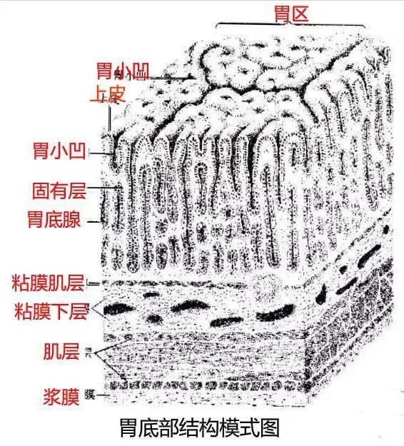 胃癌组织通常都从内部的第一层开始出现,然后慢慢浸润胃壁其它组织